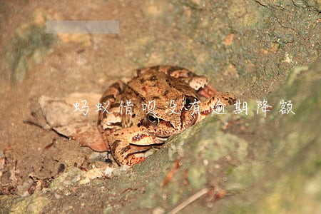 蚂蚁借呗没有逾期降额 蚂蚁借呗没有逾期降额