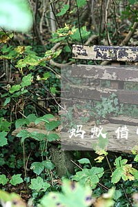 蚂蚁借呗能逾期一天吗