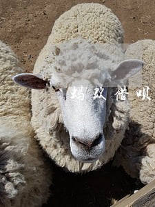 蚂蚁借呗花逾期上门 蚂蚁借呗花逾期上门
