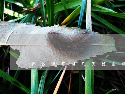 蚂蚁借呗过几天算逾期 蚂蚁借呗过几天算逾期