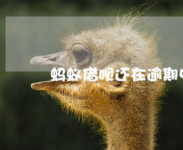 蚂蚁借呗还在逾期中能下的网贷 蚂蚁借呗还在逾期中能下的网贷