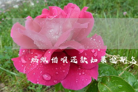 蚂蚁借呗还款如果逾期怎么办 蚂蚁借呗还款如果逾期怎么办