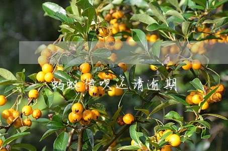 蚂蚁借呗还请逾期 蚂蚁借呗还请逾期