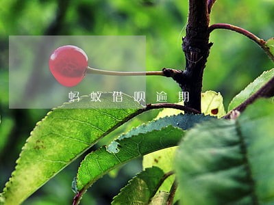 蚂蚁借呗逾期 蚂蚁借呗逾期