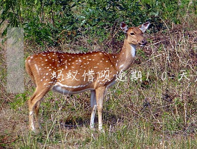 蚂蚁借呗逾期10天后果 蚂蚁借呗逾期10天后果