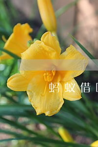 蚂蚁借呗逾期12万 蚂蚁借呗逾期12万