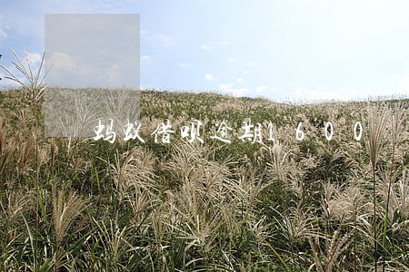 蚂蚁借呗逾期1600 蚂蚁借呗逾期1600