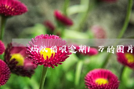 蚂蚁借呗逾期1万的图片 蚂蚁借呗逾期1万的图片