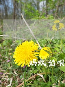 蚂蚁借呗逾期1天上征信