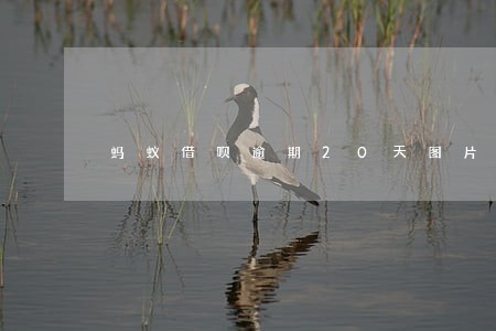 蚂蚁借呗逾期20天图片 蚂蚁借呗逾期20天图片