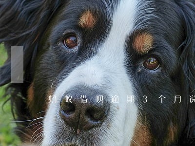 蚂蚁借呗逾期3个月说要报废