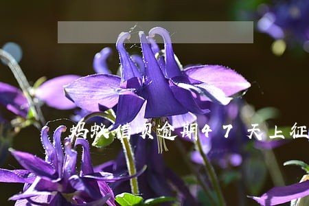 蚂蚁借呗逾期47天上征信吗 蚂蚁借呗逾期47天上征信吗