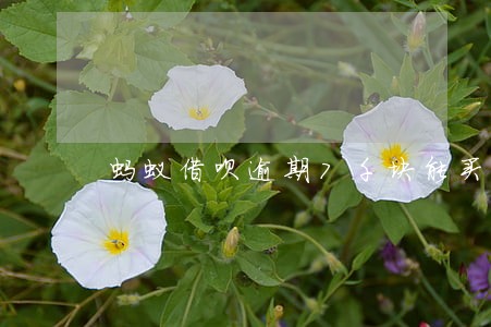 蚂蚁借呗逾期7千块能买机票吗
