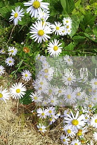 蚂蚁借呗逾期9个小时 蚂蚁借呗逾期9个小时