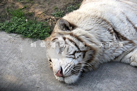 蚂蚁借呗逾期一天严重