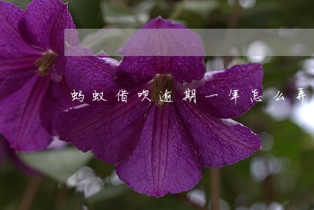蚂蚁借呗逾期一年怎么弄