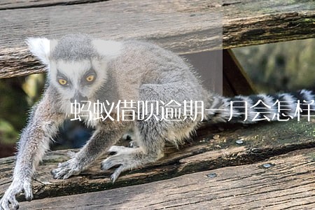 蚂蚁借呗逾期一月会怎样 蚂蚁借呗逾期一月会怎样
