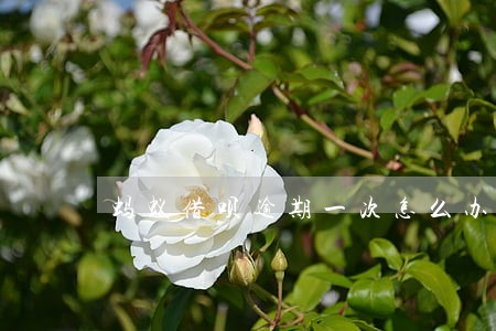 蚂蚁借呗逾期一次怎么办 蚂蚁借呗逾期一次怎么办
