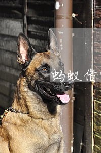 蚂蚁借呗逾期三天影响大不大