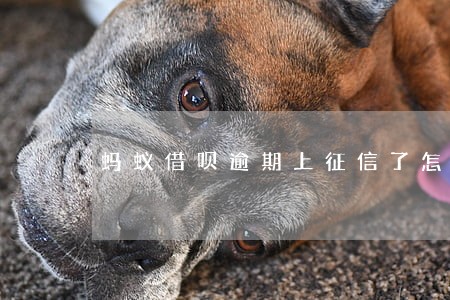 蚂蚁借呗逾期上征信了怎么办 蚂蚁借呗逾期上征信了怎么办