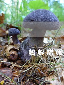 蚂蚁借呗逾期不能申请信用卡 蚂蚁借呗逾期不能申请信用卡