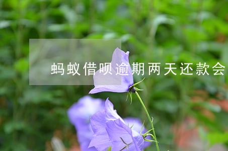 蚂蚁借呗逾期两天还款会怎样 蚂蚁借呗逾期两天还款会怎样