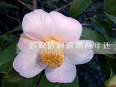 蚂蚁借呗逾期两年还了还能借吗 蚂蚁借呗逾期两年还了还能借吗