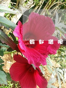 蚂蚁借呗逾期了3000 蚂蚁借呗逾期了3000