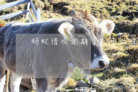 蚂蚁借呗逾期了上不上征信