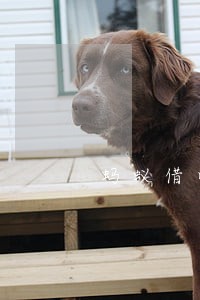 蚂蚁借呗逾期了两天会出事马 蚂蚁借呗逾期了两天会出事马