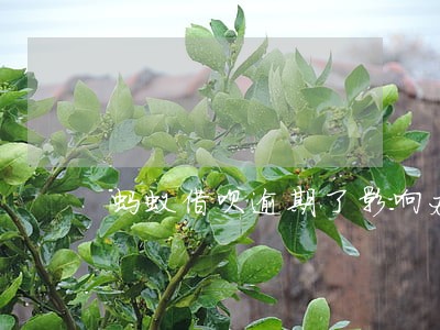 蚂蚁借呗逾期了影响办信用卡吗 蚂蚁借呗逾期了影响办信用卡吗