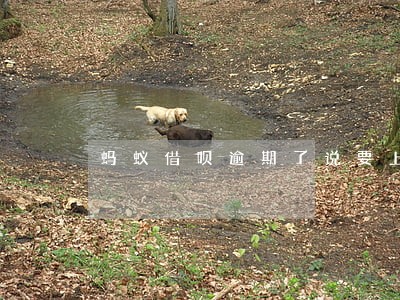 蚂蚁借呗逾期了说要上门 蚂蚁借呗逾期了说要上门