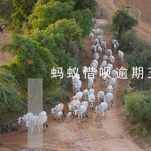 蚂蚁借呗逾期五天影响征信吗 蚂蚁借呗逾期五天影响征信吗