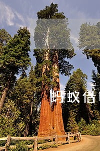 蚂蚁借呗逾期会影响信用卡 蚂蚁借呗逾期会影响信用卡