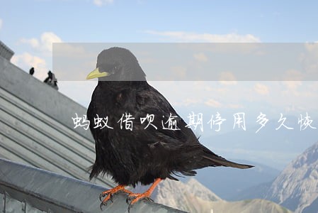 蚂蚁借呗逾期停用多久恢复 蚂蚁借呗逾期停用多久恢复