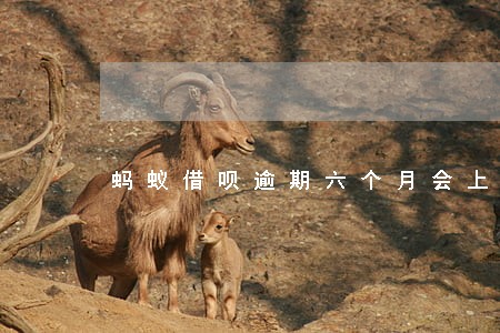 蚂蚁借呗逾期六个月会上门吗 蚂蚁借呗逾期六个月会上门吗