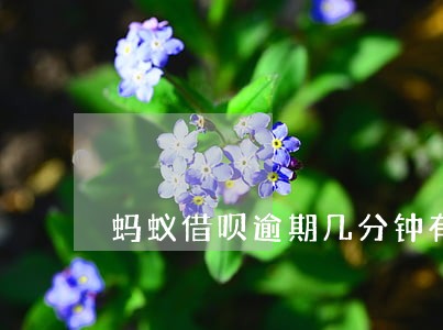 蚂蚁借呗逾期几分钟有什么影响 蚂蚁借呗逾期几分钟有什么影响