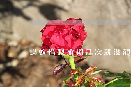 蚂蚁借呗逾期几次就没额度了 蚂蚁借呗逾期几次就没额度了