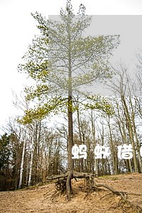 蚂蚁借呗逾期十五天 蚂蚁借呗逾期十五天