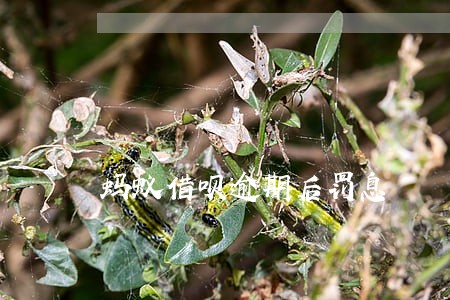蚂蚁借呗逾期后罚息
