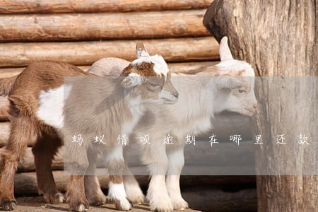 蚂蚁借呗逾期在哪里还款 蚂蚁借呗逾期在哪里还款