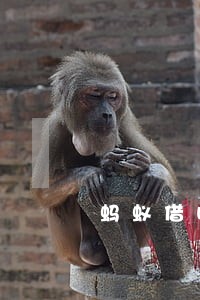 蚂蚁借呗逾期多久会无法使用 蚂蚁借呗逾期多久会无法使用