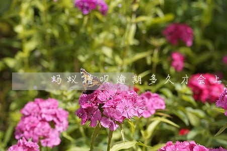蚂蚁借呗逾期多久才会上征信 蚂蚁借呗逾期多久才会上征信