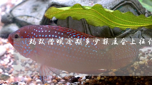 蚂蚁借呗逾期多少额度会上征信 蚂蚁借呗逾期多少额度会上征信