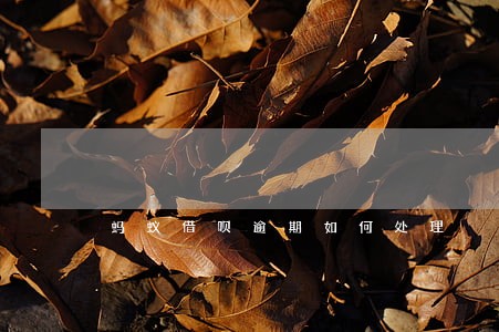 蚂蚁借呗逾期如何处理 蚂蚁借呗逾期如何处理
