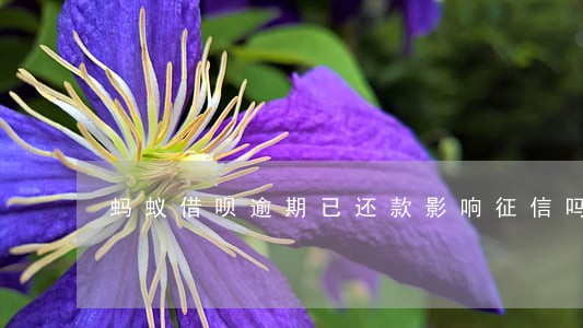 蚂蚁借呗逾期已还款影响征信吗 蚂蚁借呗逾期已还款影响征信吗