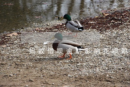 蚂蚁借呗逾期影响花呗吗 蚂蚁借呗逾期影响花呗吗
