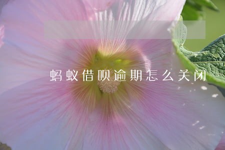 蚂蚁借呗逾期怎么关闭 蚂蚁借呗逾期怎么关闭
