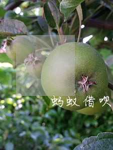 蚂蚁借呗逾期怎么和客服协商 蚂蚁借呗逾期怎么和客服协商