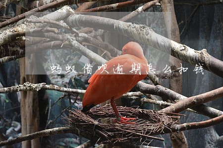 蚂蚁借呗逾期怎么扣钱 蚂蚁借呗逾期怎么扣钱